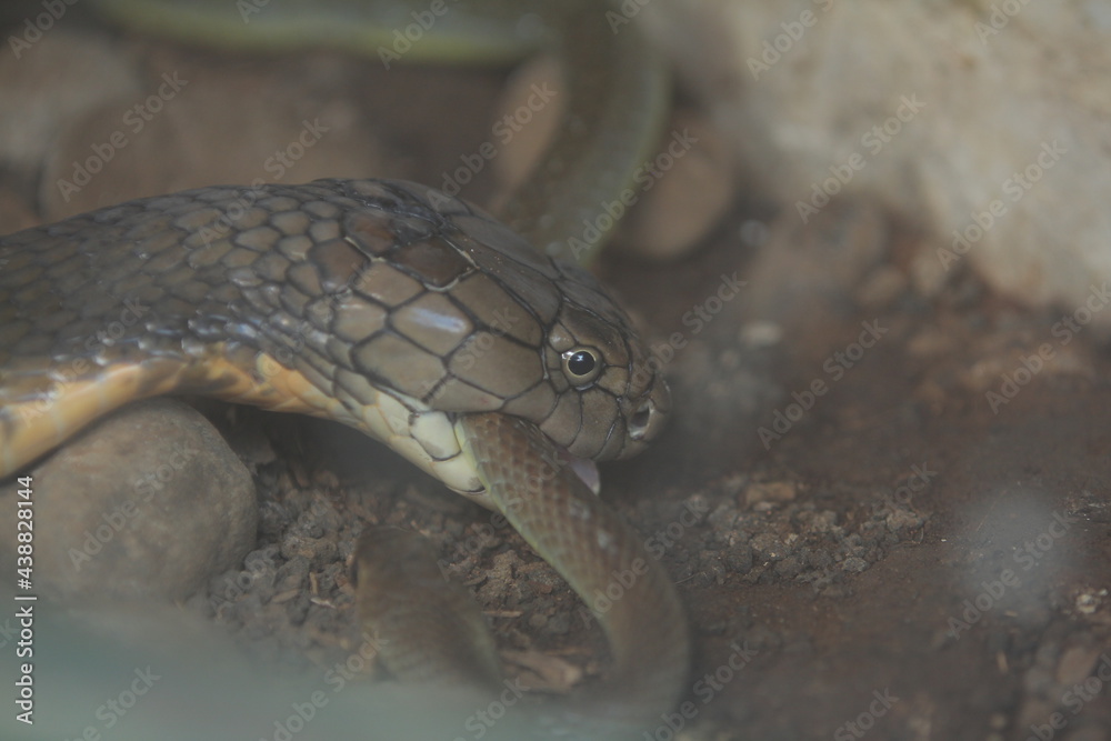 Fototapeta premium King cobra is biting a snake to eat