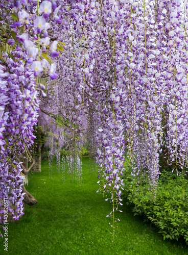 Cascades of wisteria in bloom, photographed in a garden in West Sussex UK. photo