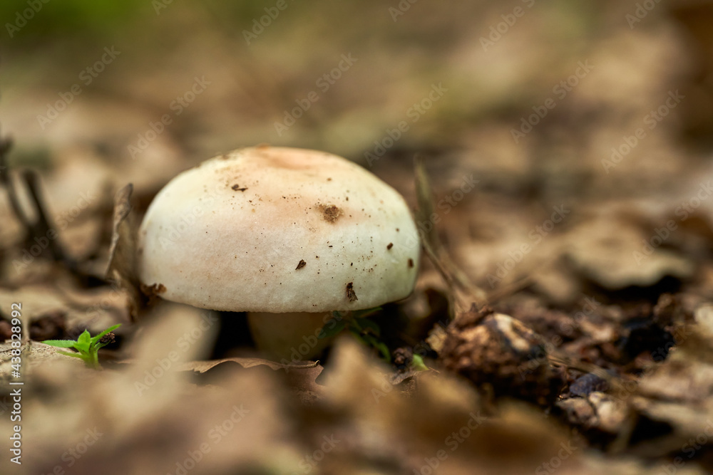 White mushroom in the forest White mushroom in the forest