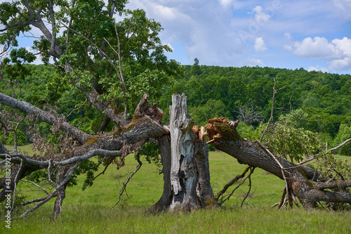 Centennial oak broken down by storm