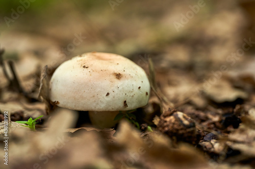 White mushroom in the forest