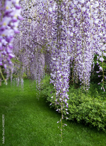 Cascades of wisteria in bloom, photographed in a garden in West Sussex UK. photo