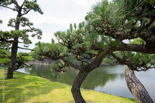 Trees in front of moat of Imperial Palace, Tokyo