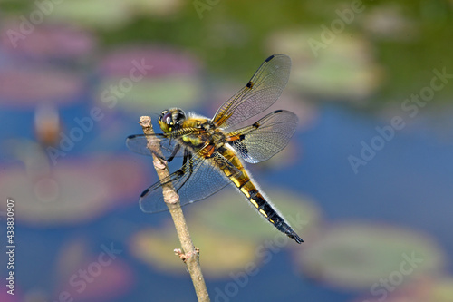 Four-spotted chaser // Vierfleck - Libelle (Libellula quadrimaculata) photo