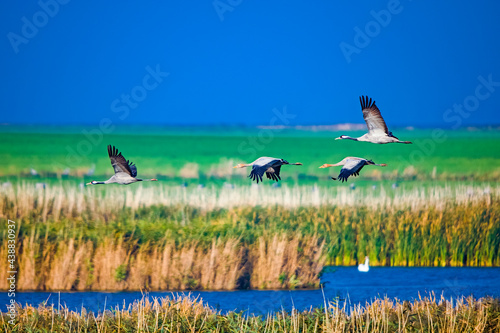 Kraniche von Zingst © Harald Tedesco