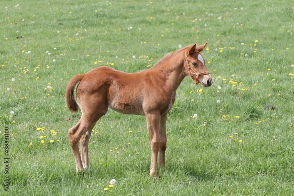 Fototapeta premium 牧場風景