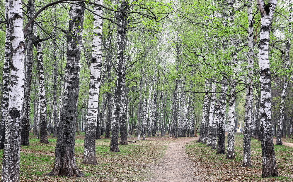 Fototapeta premium The first spring greenery on birches in the morning in a city park