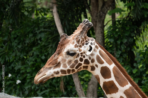 Close-up photo of giraffe face.