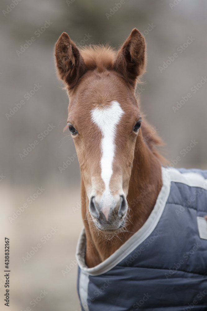 Obraz premium サラブレッドの牧場風景