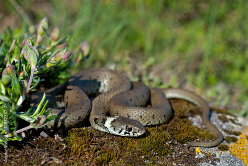 Iberische Ringelnatter // red-eyed grass snake (Natrix astreptophora) photo