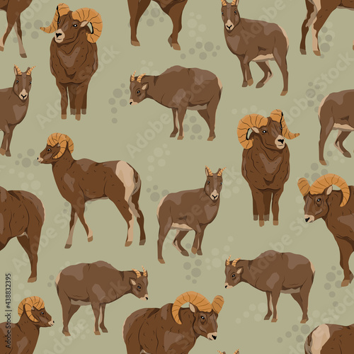 Seamless pattern with Bighorn sheep. Males and females of Ovis canadensis. Wild mammals of North America. Realistic vector