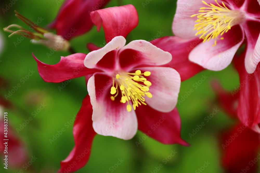 Obraz premium Akelei