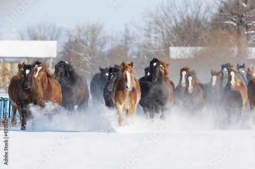 十勝牧場の馬追運動 © MICHIYOSHI KOKUBO