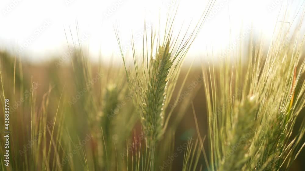 Suggestive green organic unripe ear of durum wheat in a wheat field farm in summer. Wind blowing. Suggestive green organic unripe ear of durum wheat in a wheat field farm in summer. Wind blowing.