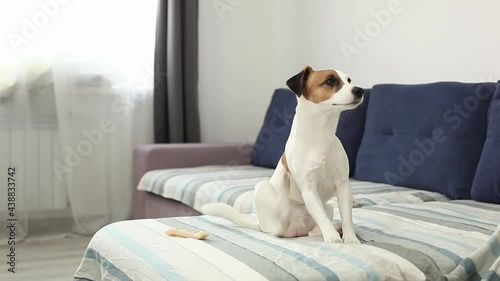 Jack russell terrier with scratching himself and bite fleas, itchy skin. The dog itches on sofa. Dog  catches fleas. Domestic dog is cleaning itself biting the ticks and fleas. Pet concept.  photo