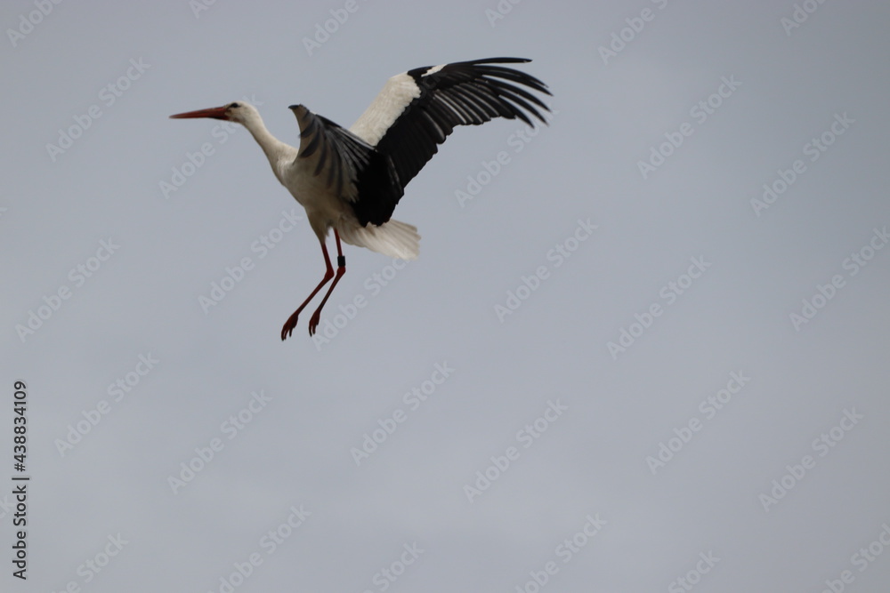 Fototapeta premium Flugkünstler Storch