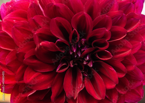 red dahlia flower macro © Arijit