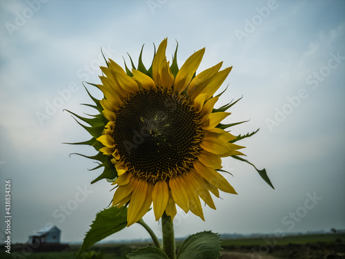 A sunflower blooming brightly in a sunflower field