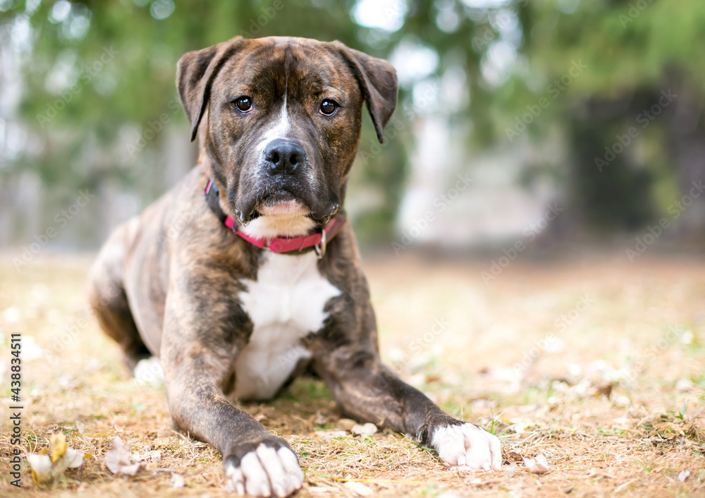 A brindle and white Boxer x Pit Bull Terrier mixed breed dog lying down  outdoors Stock Photo | Adobe Stock