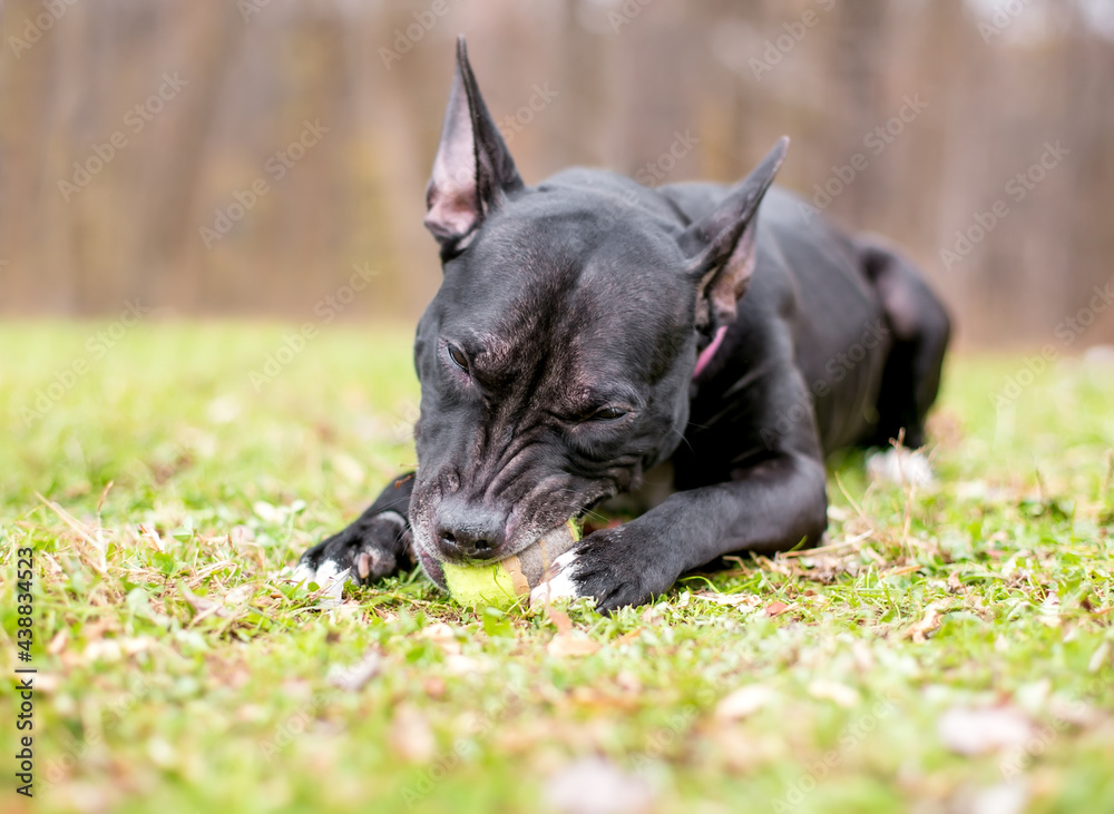 A black Pit Bull Terrier mixed breed dog lying in the grass and chewing on a ball