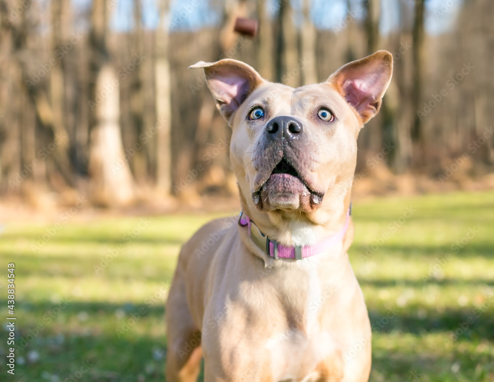 What Is A Fawn Dog