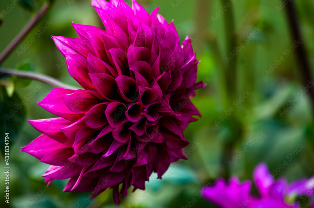 Obraz premium pink and purple