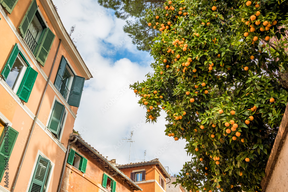 Rome, Italy, partial view of an orange residential building with a citrus tree full of hanging orange fruits, low angle cityscape. Travel photograph.