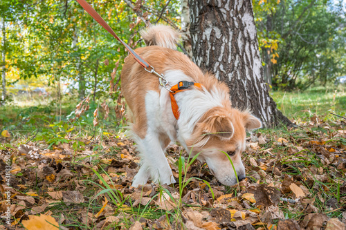 The dog carefully sniffs the grass