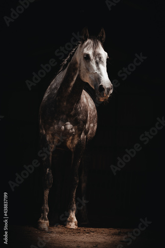 horse on the background © Anastasija
