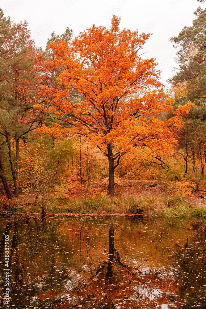 Fototapeta premium Beautiful lake in a forest with autumn trees