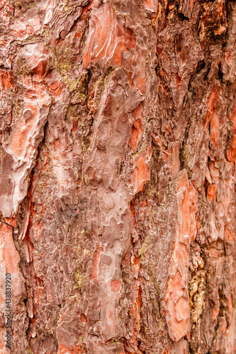 texture of bark of a fir tree