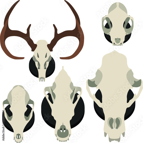 Set of animal skulls