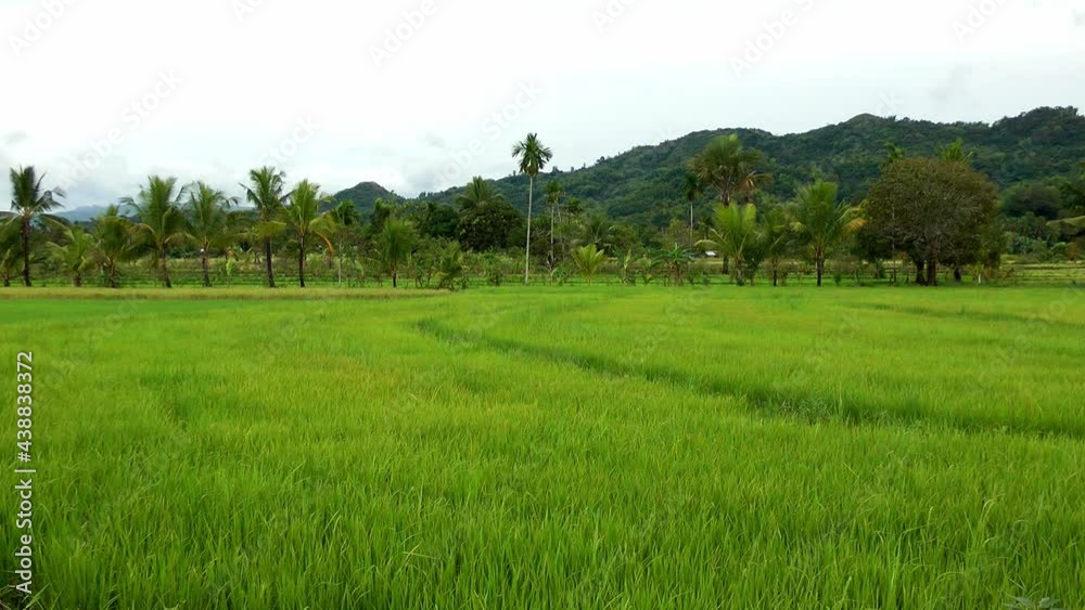 Landscape with ripening rice in the Philippines Landscape with ripening rice in the Philippines