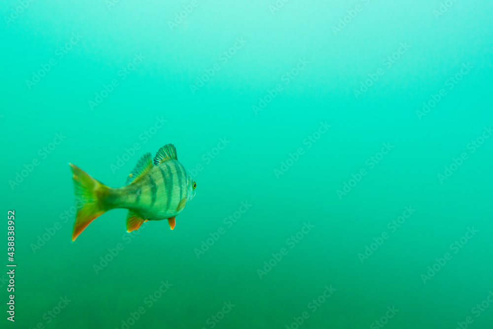 Obraz premium European perch (Perca fluviatilis) in a lake