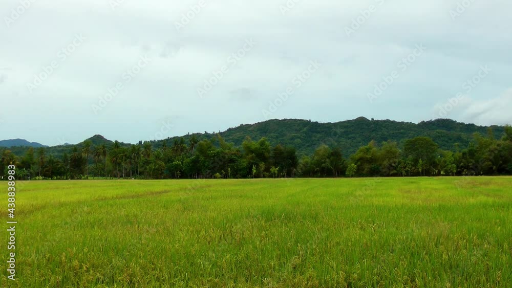 Landscape with ripening rice in the Philippines Landscape with ripening rice in the Philippines