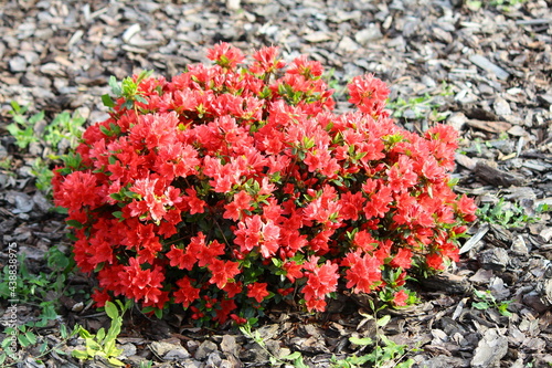 Red azalea flowers of the 