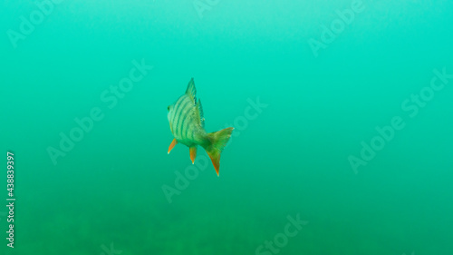 European perch (Perca fluviatilis) in a lake