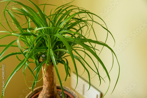The Beaucarnea Recurvata, also known as Ponytail Palm, or Nolina is a houseplant with a swollen thick brown stem and the long narrow curly, green leaves flow up from this base.