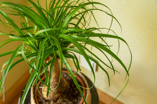 The Beaucarnea Recurvata, also known as Ponytail Palm, or Nolina is a houseplant with a swollen thick brown stem and the long narrow curly, green leaves flow up from this base.
