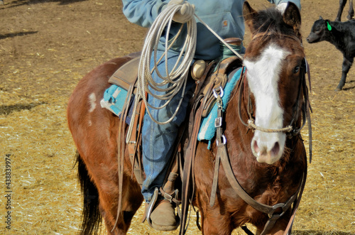 Rural Activity: Ranch horse with rider who is ready to rope.