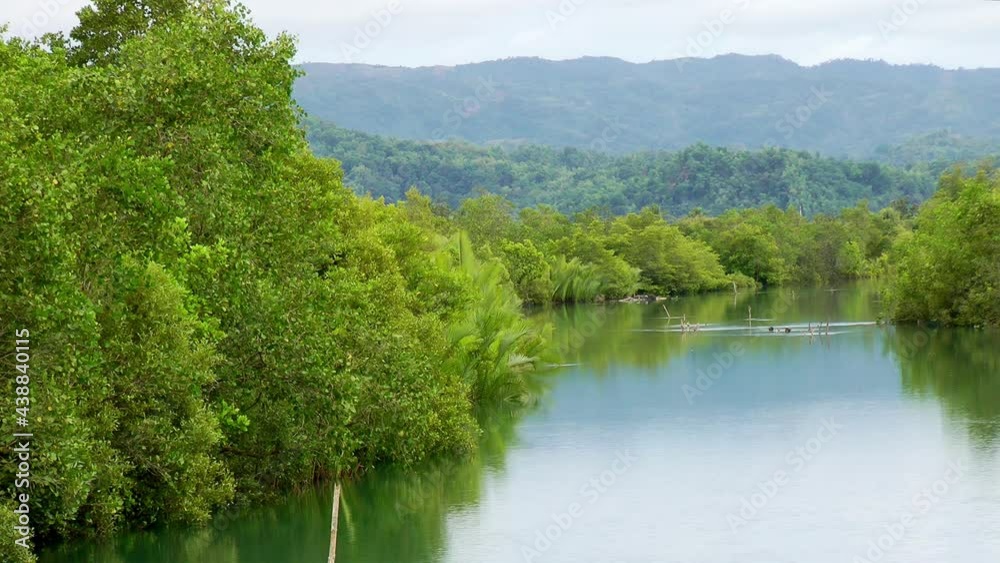 Mangrover trees along a river on Panay island in Philippines Mangrover trees along a river on Panay island in Philippines