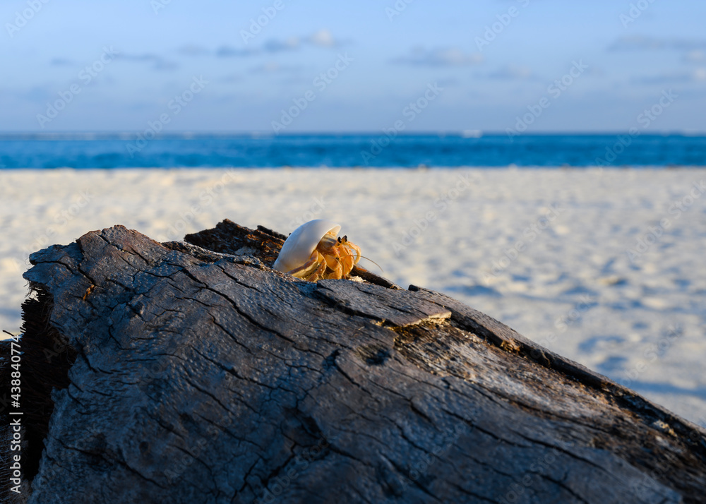A small crustacean peeks out of a shell on a log on the sandy shore of the ocean