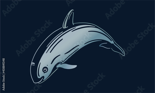Vaquita on black background