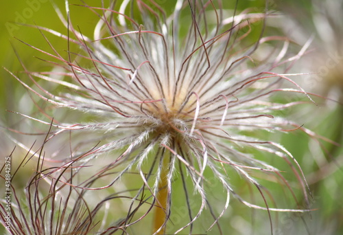 The white feathery seedhead of Anemone rubra, also known as pulsatilla rubra 