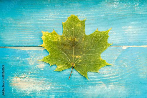 green autumn maple leaf on a blue wooden surface