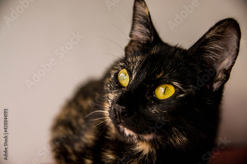 Cat looking up, very sweet