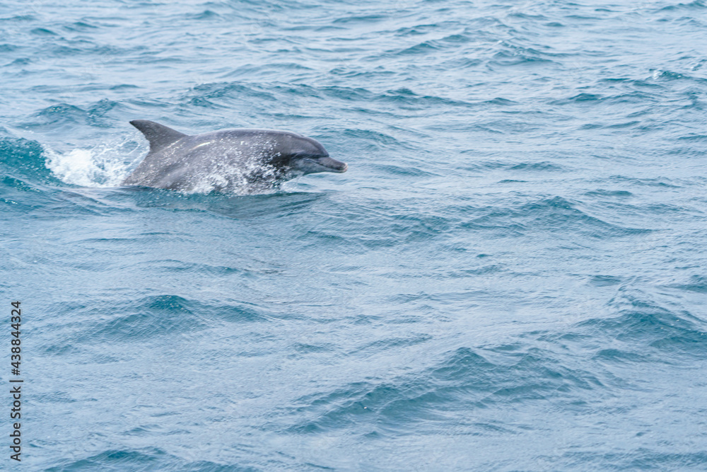 Fototapeta premium 天草 イルカウオッチングクルーズ