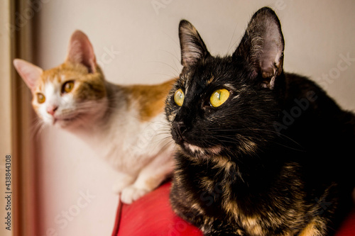 Orange cat and carey cat