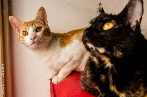 Close up of two cats