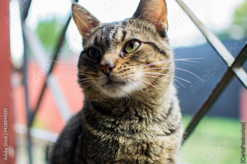 Portrait of a cat
